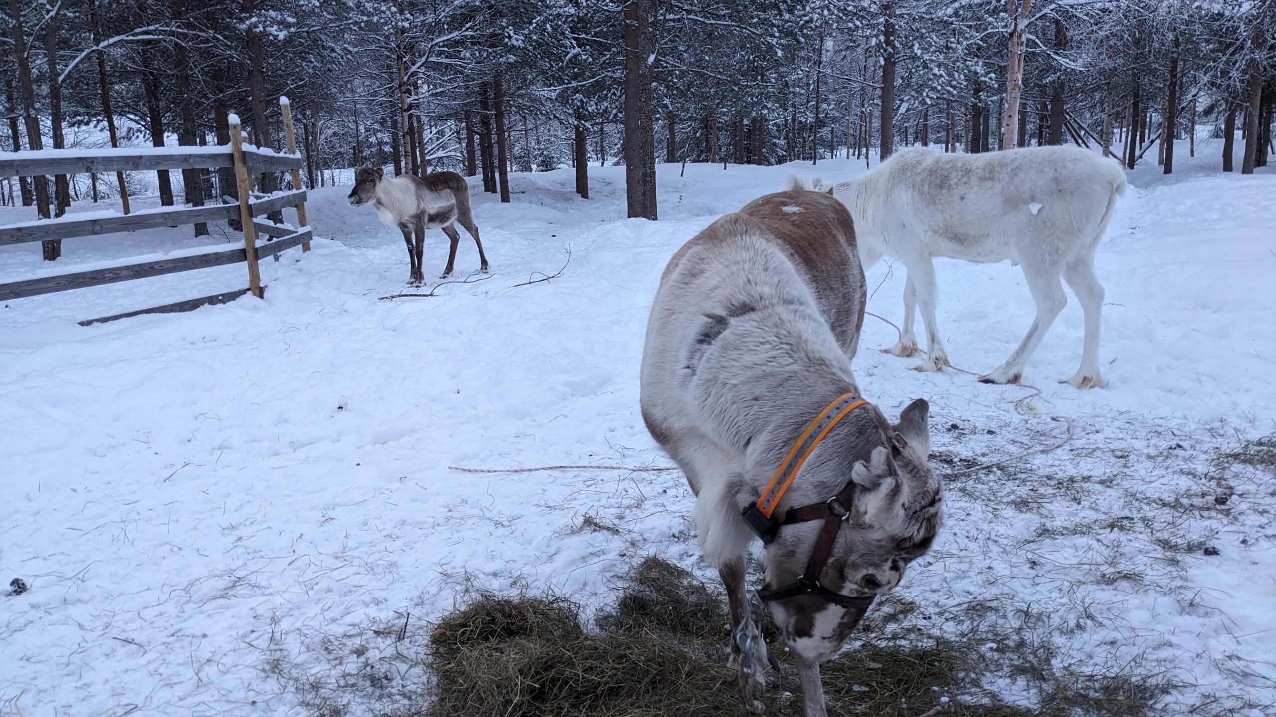 PXL_20240206_071435059